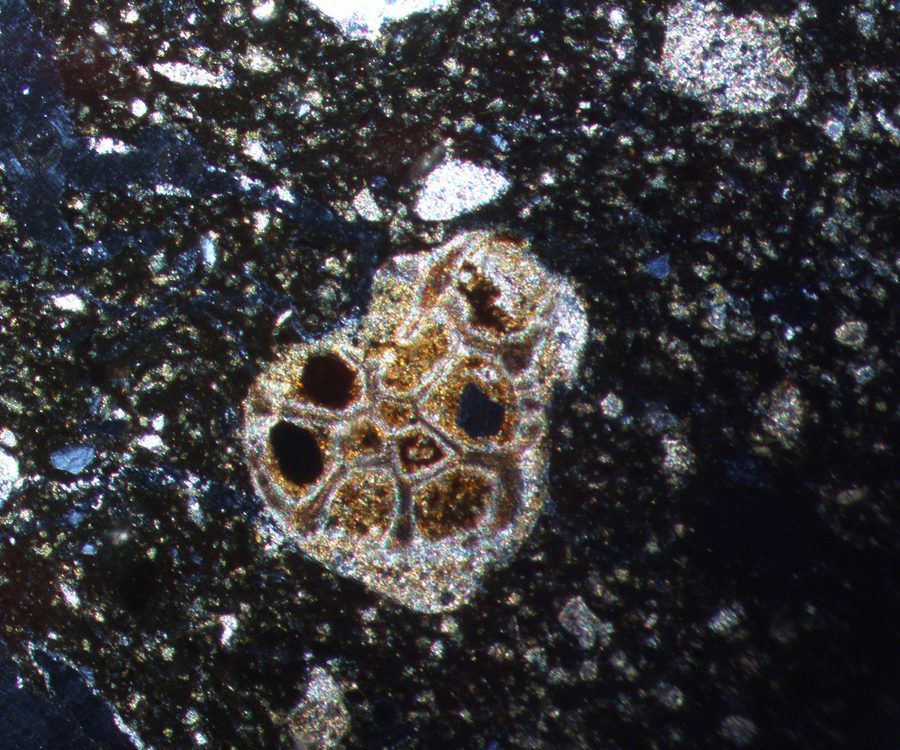 Microfossil in a thin section under crossed polarizers